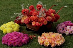 ダリアアレンジ‐ダリアの散歩道2