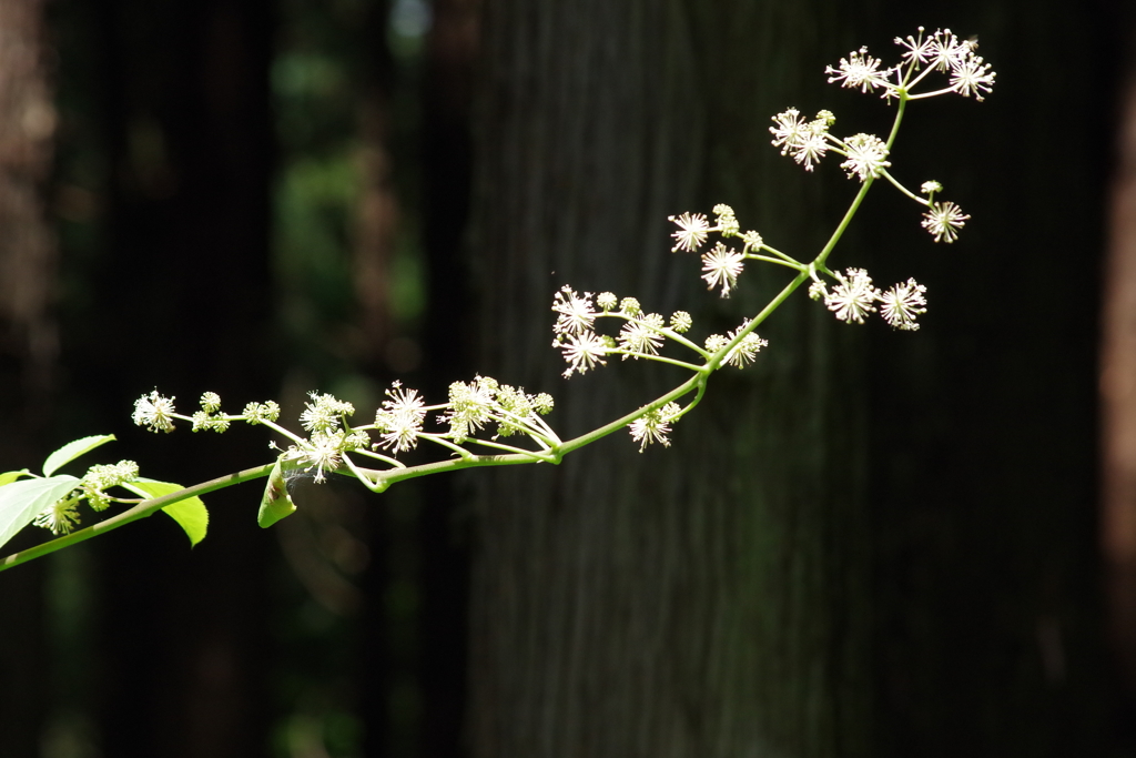夏の忘れ物ーヤマウド