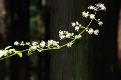 夏の忘れ物ーヤマウド