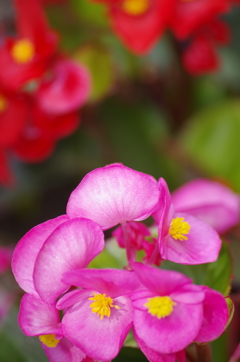 花散歩‐ベゴニア
