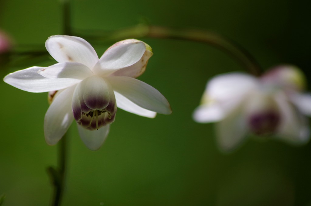 蓮華升麻-1