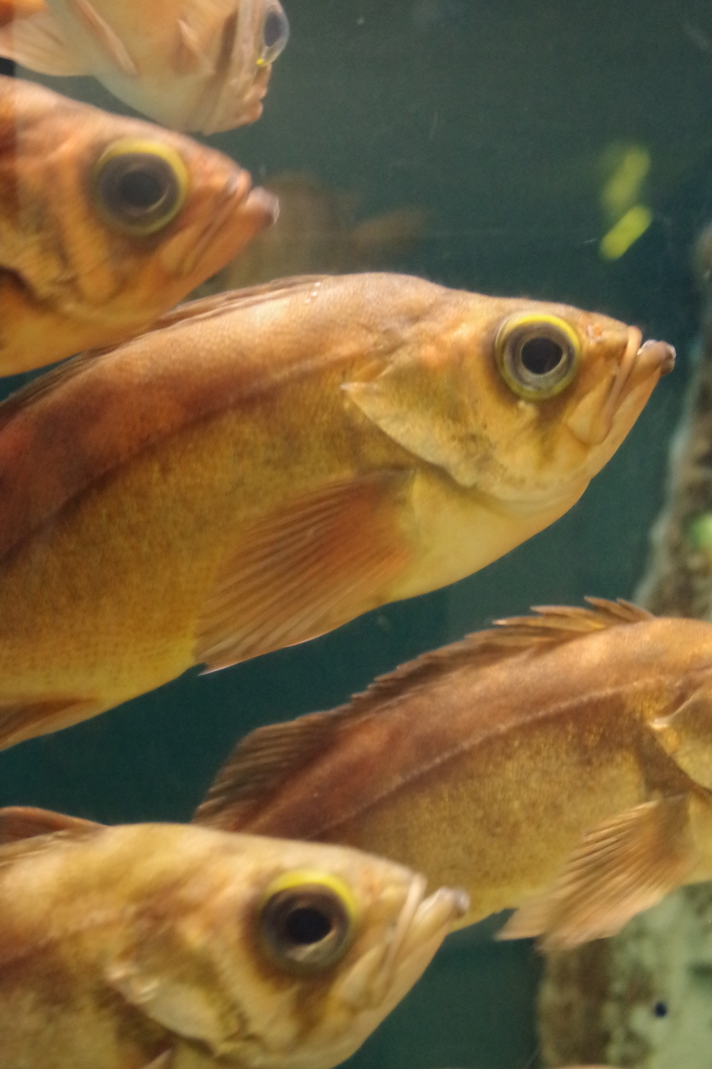 魚津水族館‐メバル