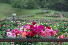 雨の秋田国際ダリア園
