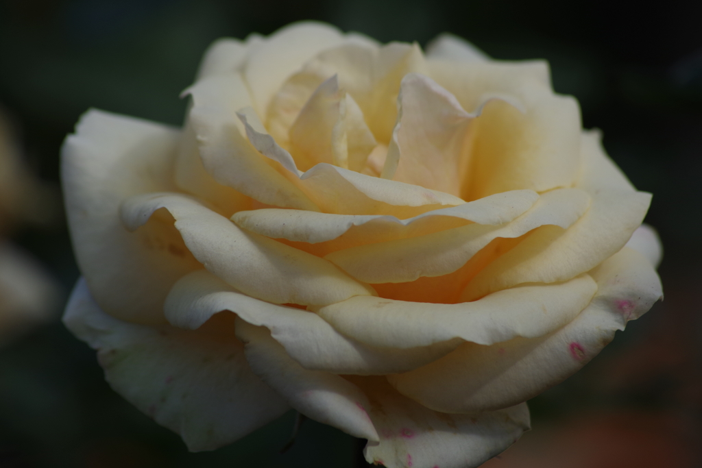 仕舞いの薔薇‐シンプリー・ヘブン