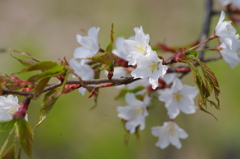 桜色・いろいろ11