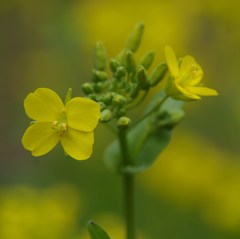 菜の花に似てますが