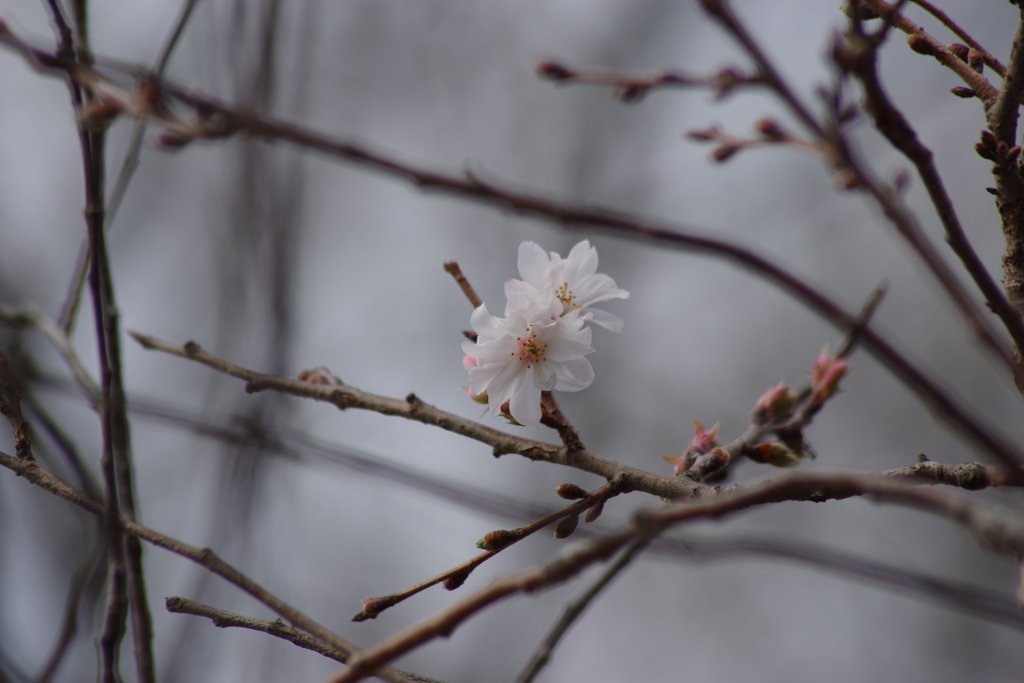 十月桜-1