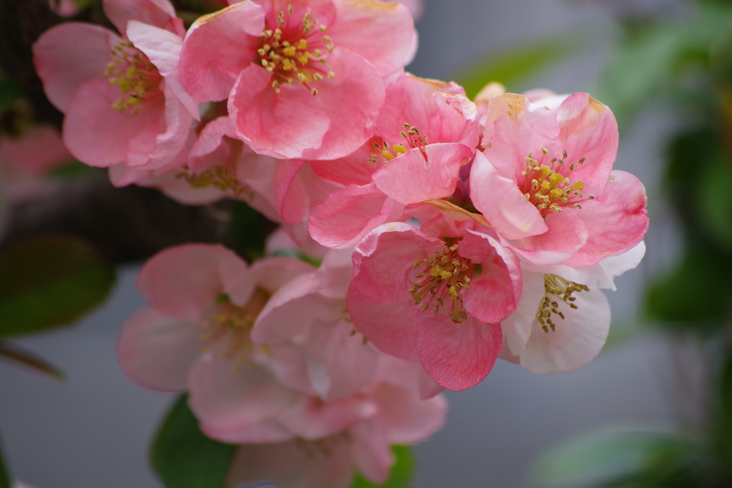 春を待ちわびて‐木瓜