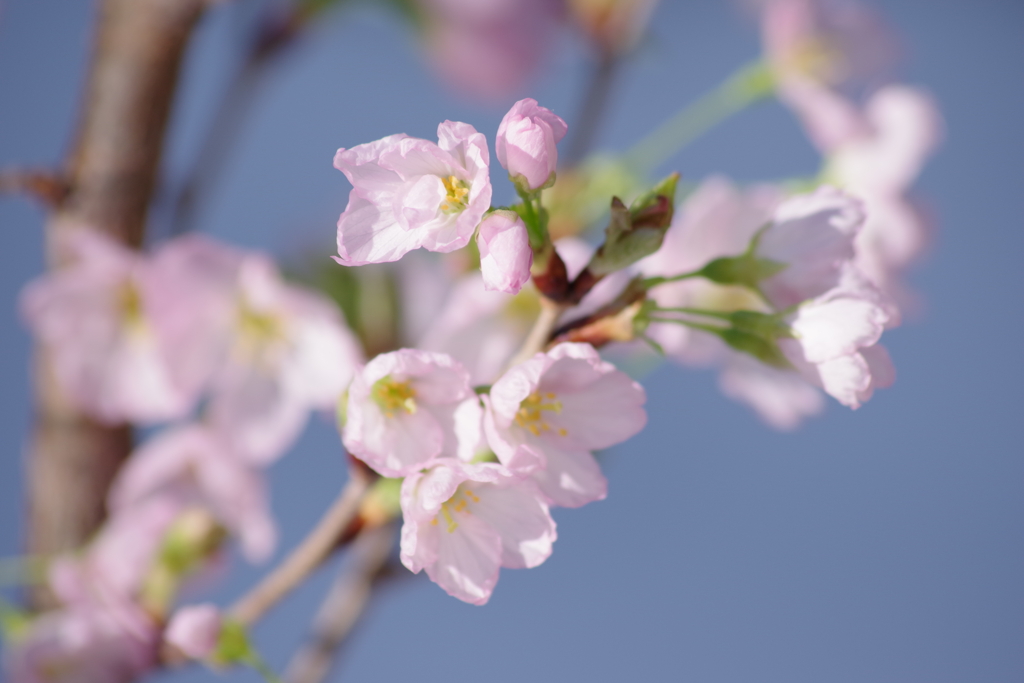 寒さの中で‐啓翁桜1