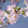 寒さの中で‐啓翁桜1