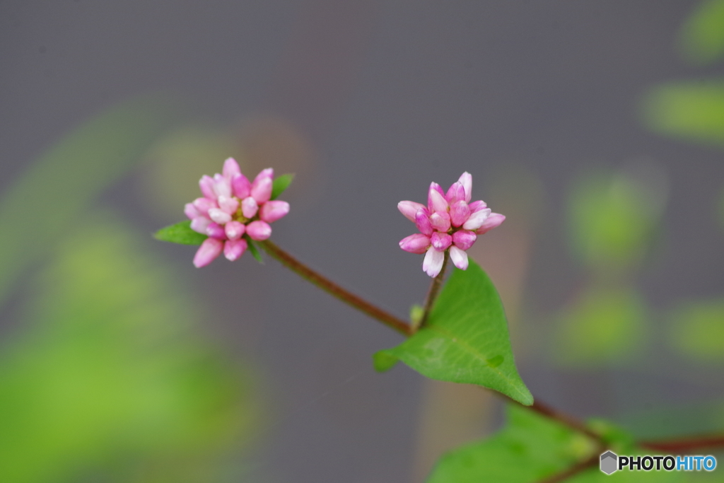 溝蕎麦の仲間たち-2