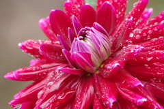 秋田のDahlia‐ダークマジック