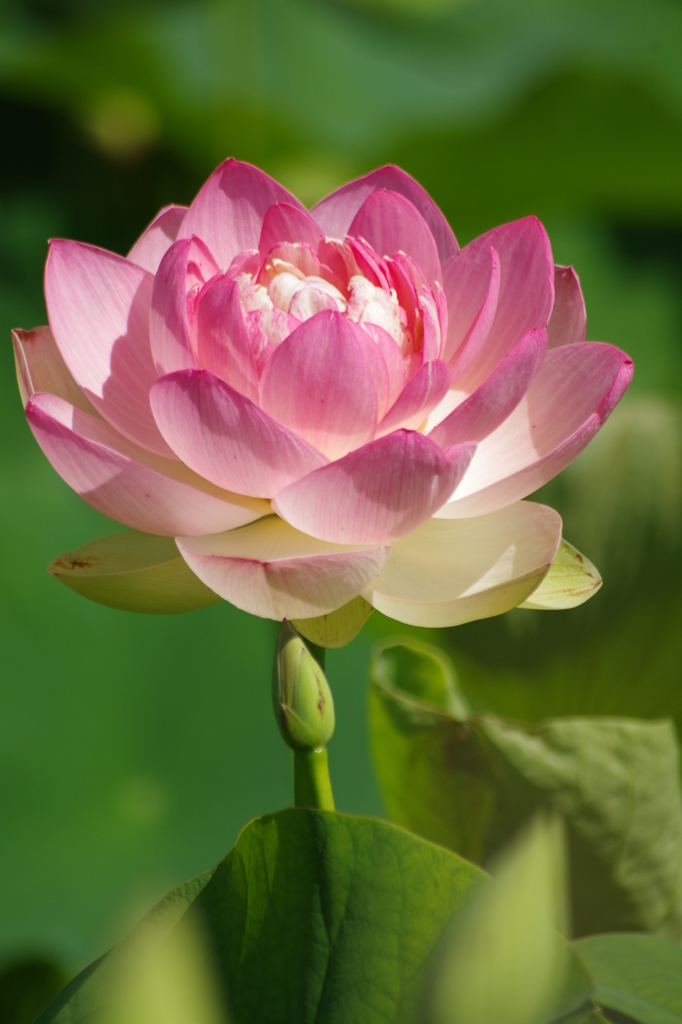 蓮花
