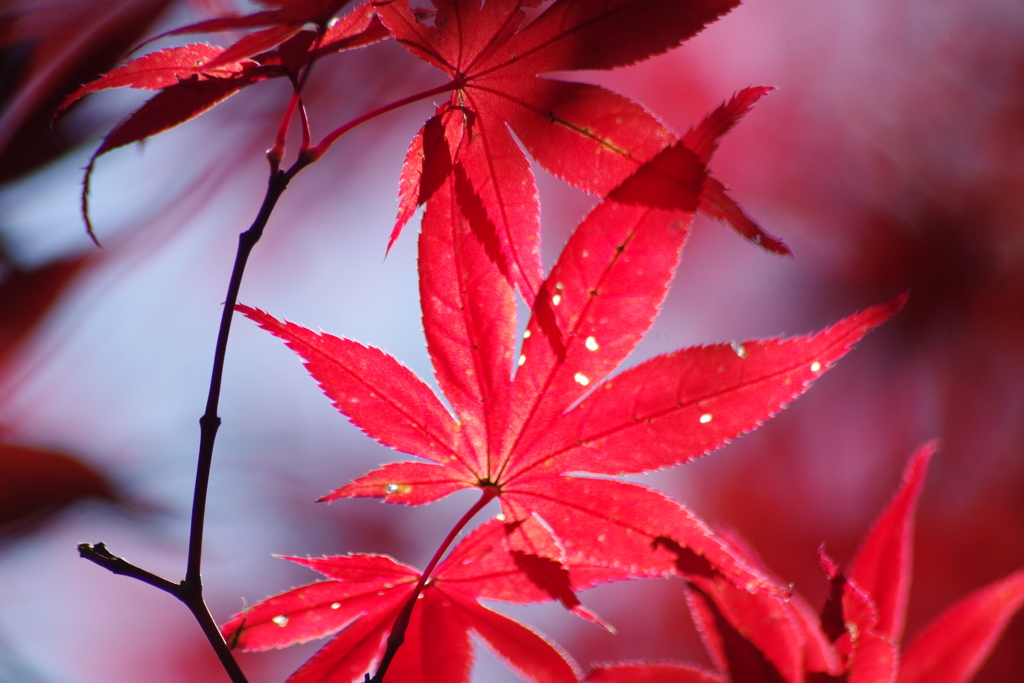 紅く染まって