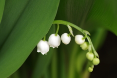 家の周りで-スズラン