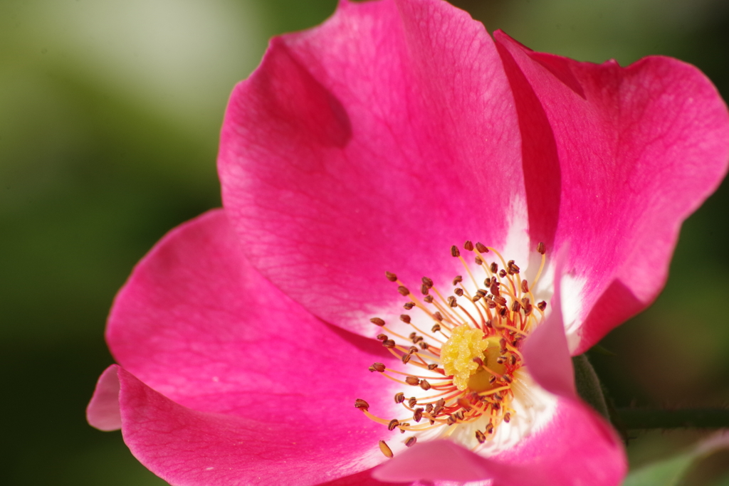 9/9 ピンクメイディランド