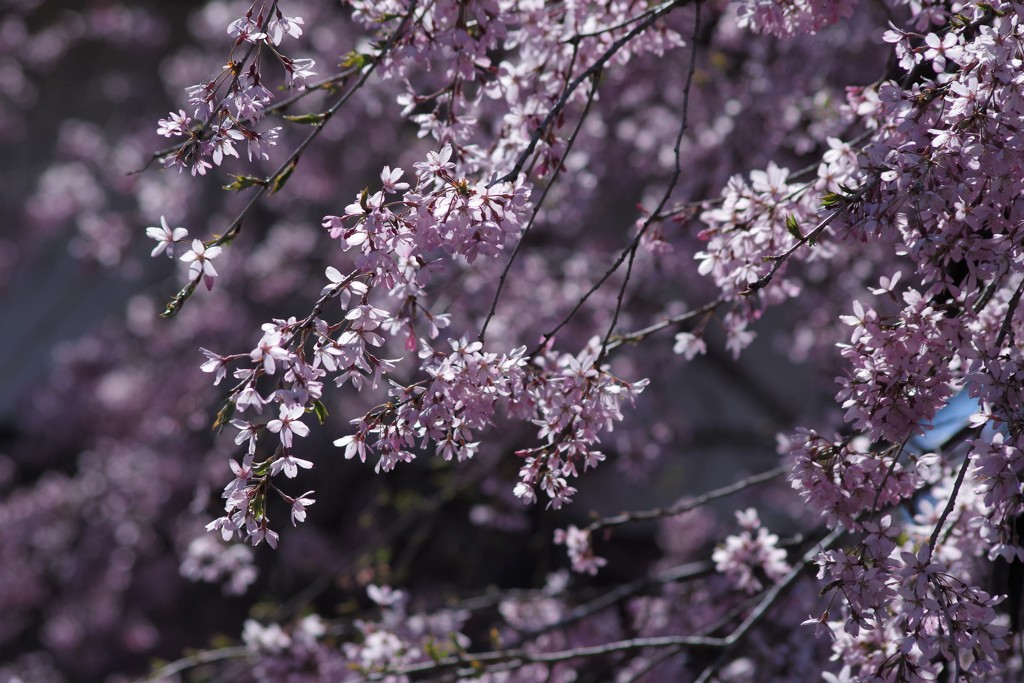 秩父の桜-7