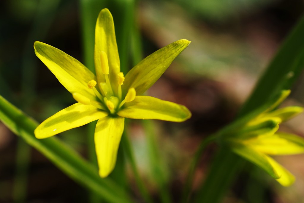 幸せ色の黄花甘菜1