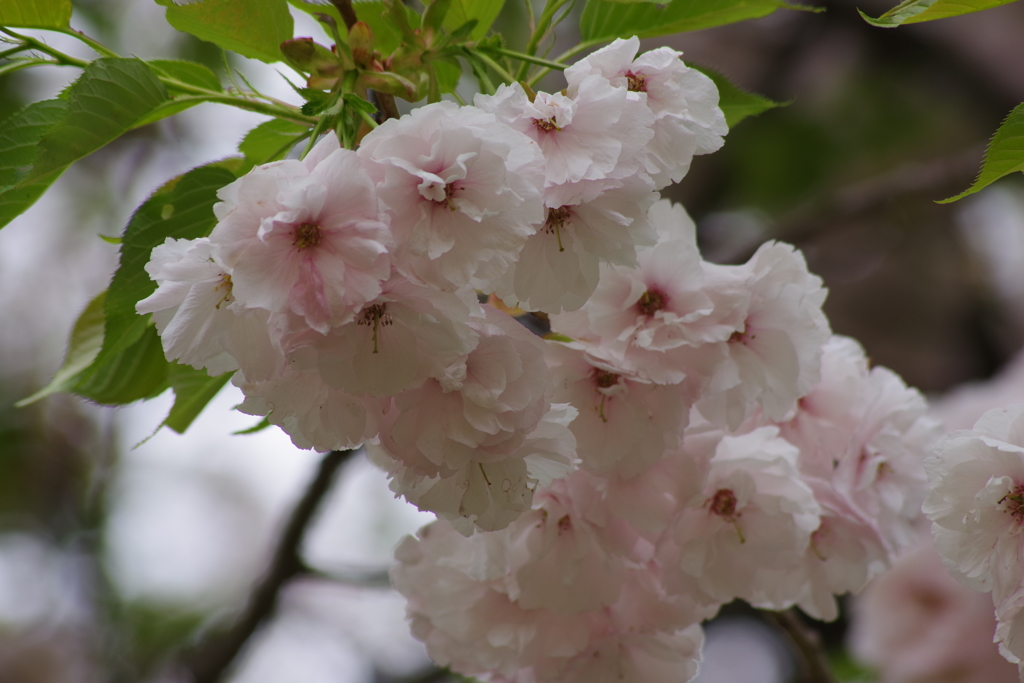 霞城公園の桜-8