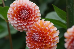 秋田のダリア-2017新作21