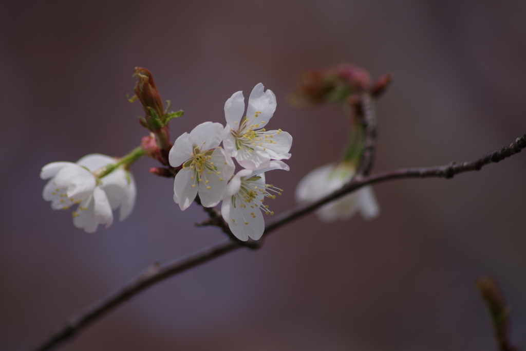 山形の桜尽くし-23