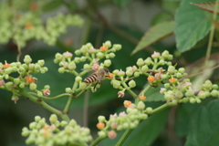 花散歩‐ヤブガラシとミツバチ