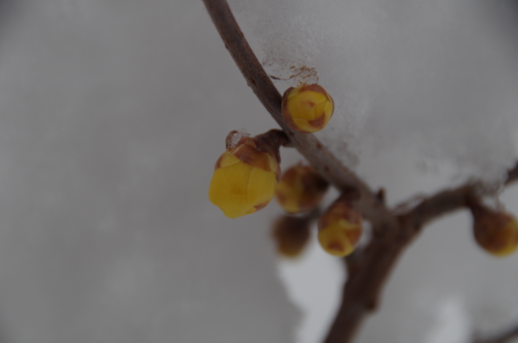明けましておめでとうございます‐雪の下の蝋梅