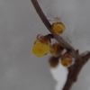 明けましておめでとうございます‐雪の下の蝋梅