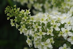 花散歩‐柏葉アジサイ