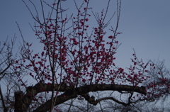 青空に紅梅