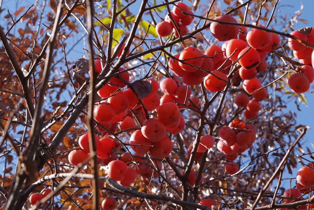 冬の実‐熟柿