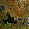 花散歩-緑と黄と少し赤いモミジ