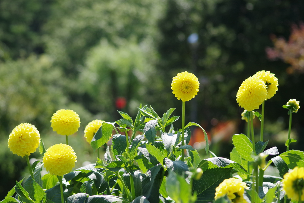 イエローパール