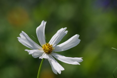 花散歩-白花秋桜 花散歩-白花秋桜