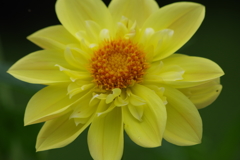 秋田のダリア-8