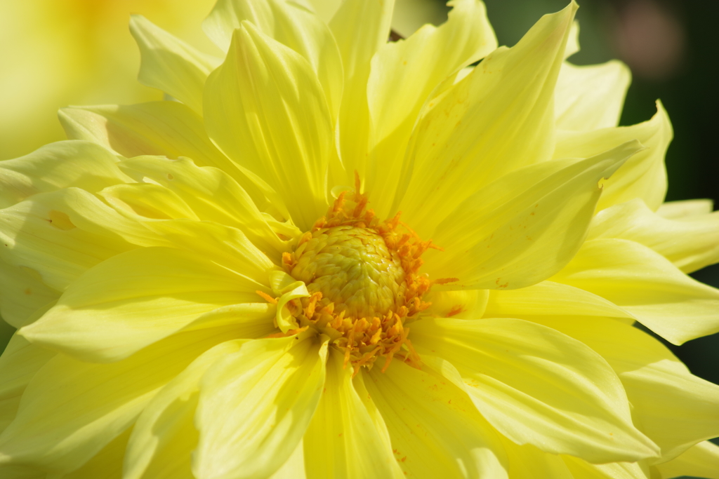 山形のダリア‐キンメダル