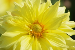 山形のダリア‐キンメダル