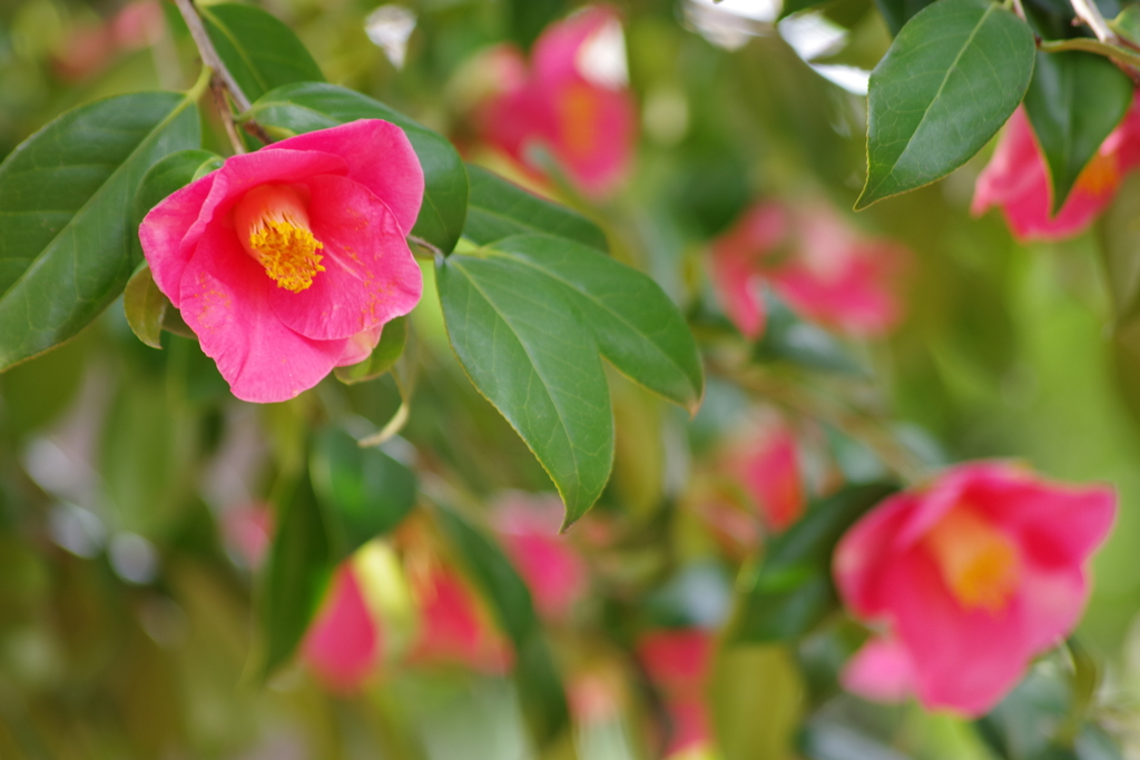 春を待つ心‐藪椿