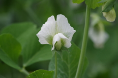 菜園の花‐スナップエンドウ