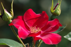 神代植物公園の花達-薔薇・かざぐるま