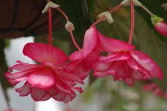 神代植物公園の花達-ベゴニア