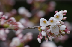 山形市に桜前線到達-4