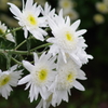 花散歩-小菊3