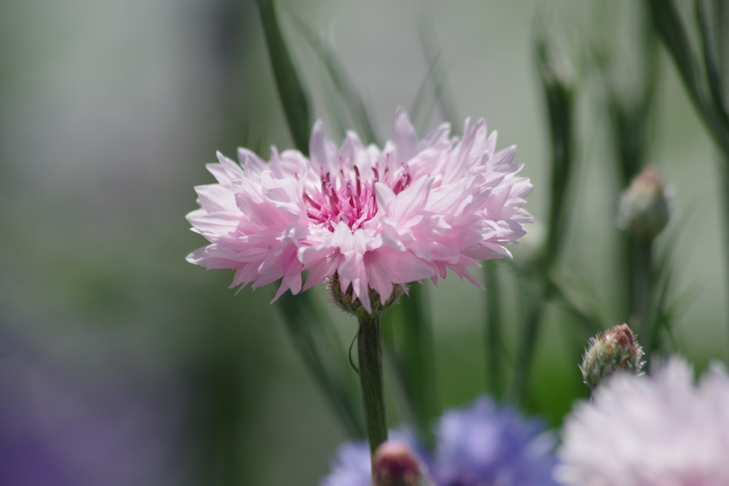 花散歩‐矢車菊