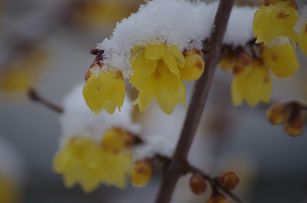 蝋梅に雪‐春はまだまだ遠い-2