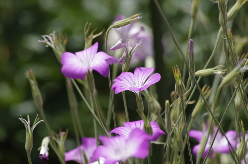 花散歩‐麦撫子