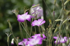 花散歩‐麦撫子