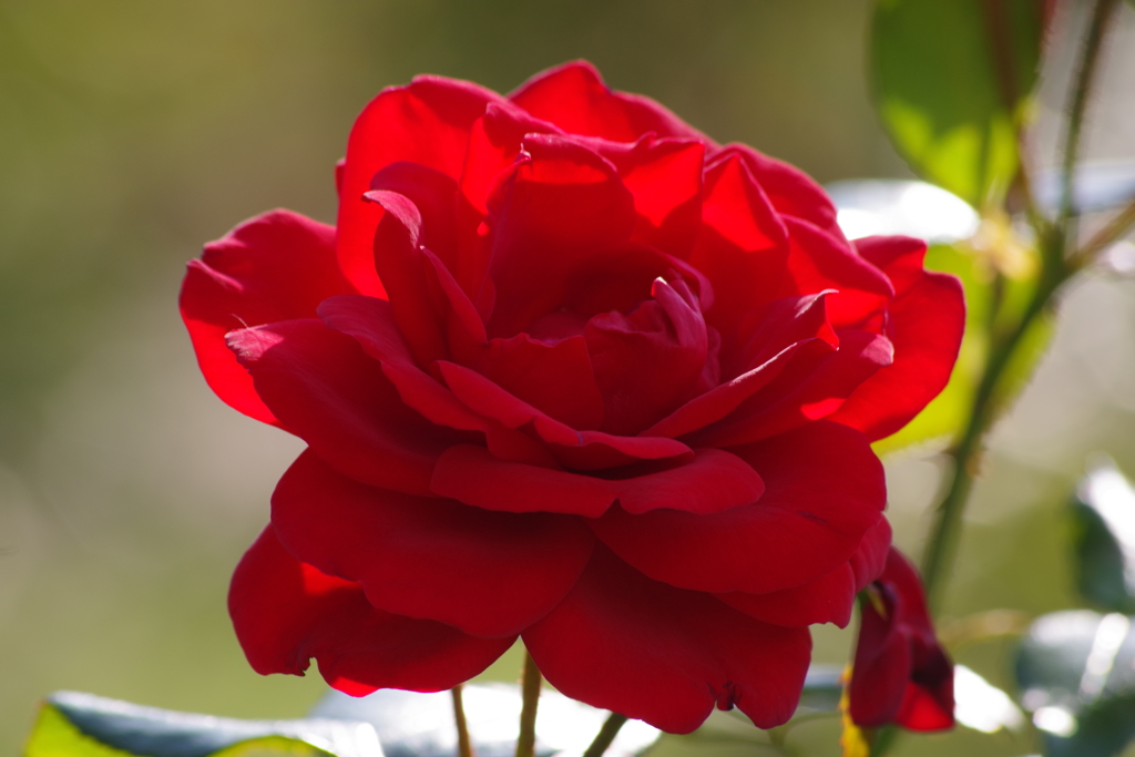 秋薔薇‐モンタナ