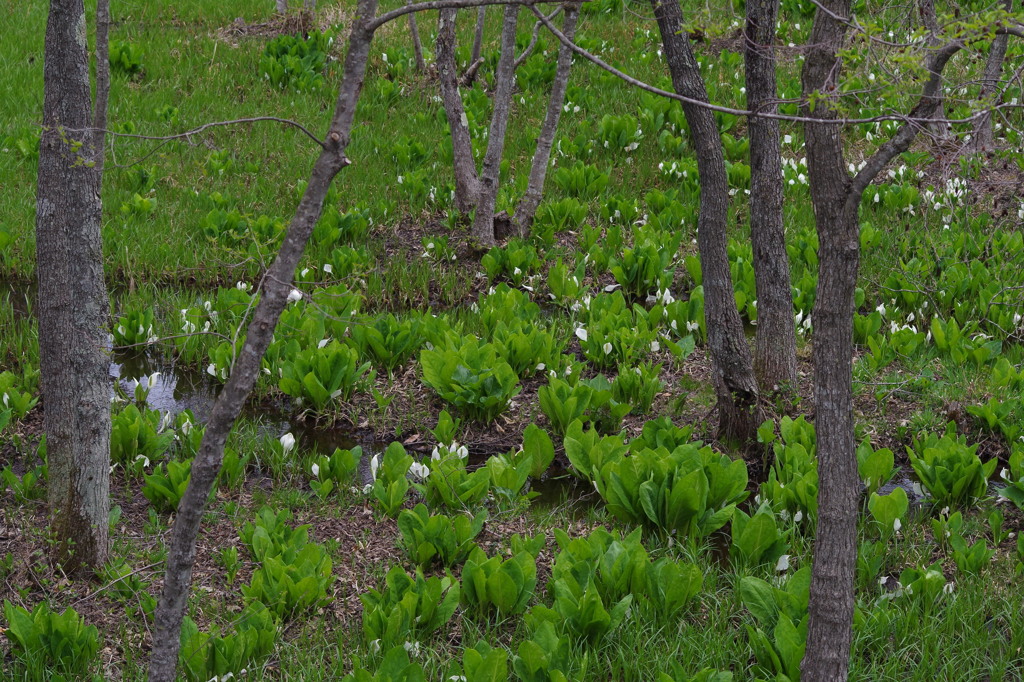 大平沼の水芭蕉