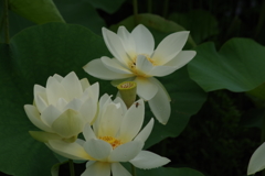 蓮の花-4